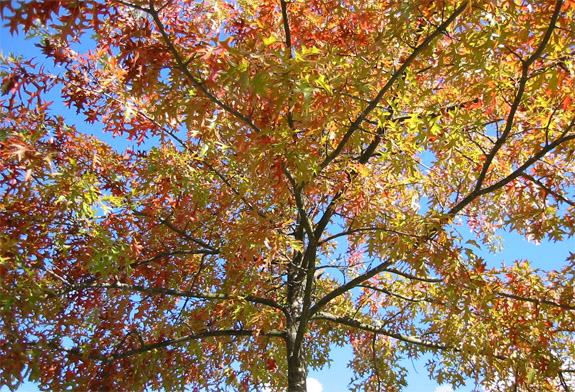 Autumn in Stanley Park 